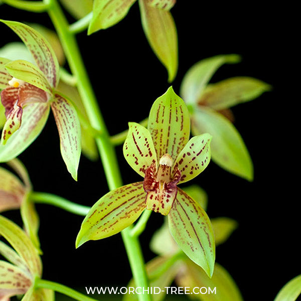 Grammatocymbidium Lovely Melody Lipstick - BS
