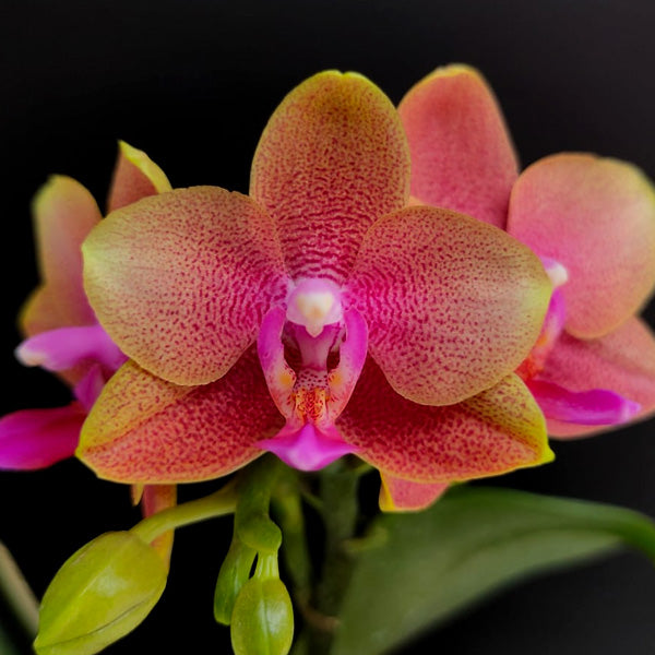 Phalaenopsis Love Waltz Orchid Plant - FF