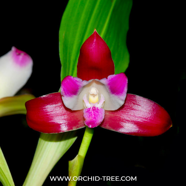 Lycaste macrophylla var. litensis - BS