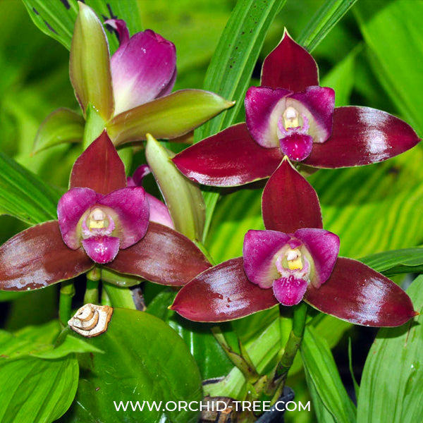 Lycaste macrophylla var. litensis - BS