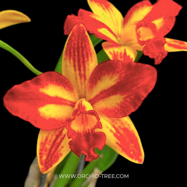 Cattleya (Slc.) Barefoot Mailman - BS
