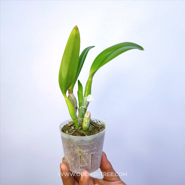 Cattleya (Slc.) Barefoot Mailman - BS