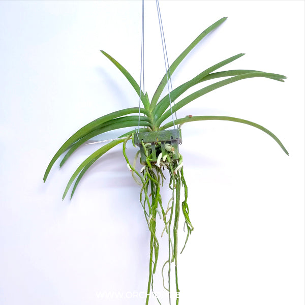 Vanda Ascda.Majic Wall Pink - FF