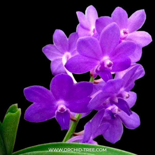 Vanda (Ascda.) Majic Wall Blue - BS