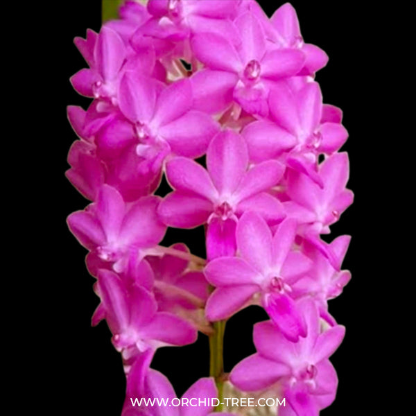 Vanda Ascda.Majic Wall Pink - FF