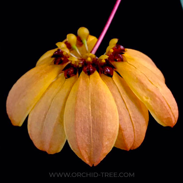 Bulbophyllum mastersianum sp. - BS