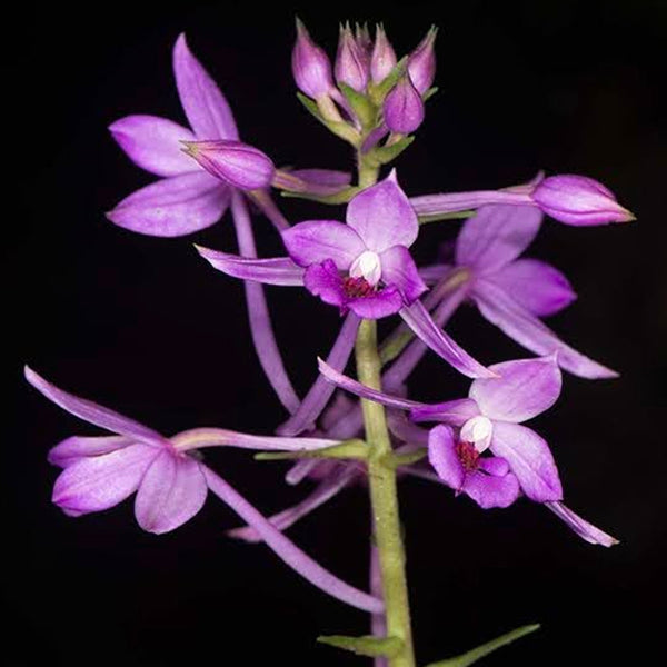 Calanthe masuca sp. - BS