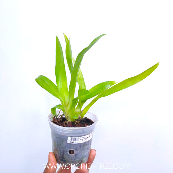 Oncidium (Milt.) Princess Diana 'Maui Pride' - | BS