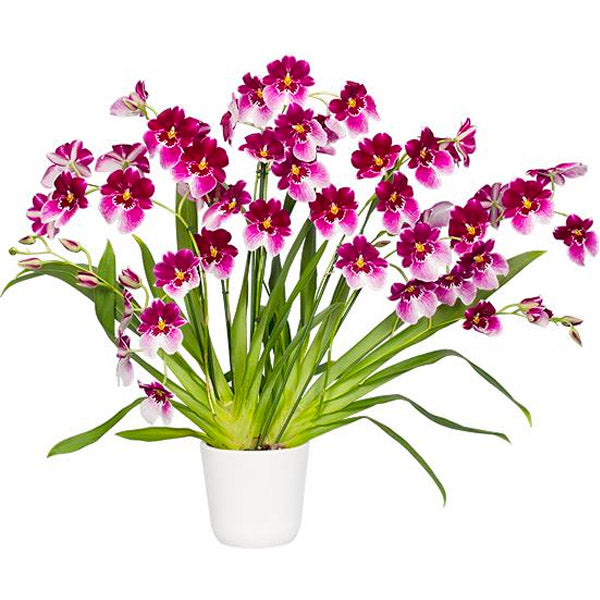 Oncidium (Milt.) Princess Diana 'Maui Pride' - | BS