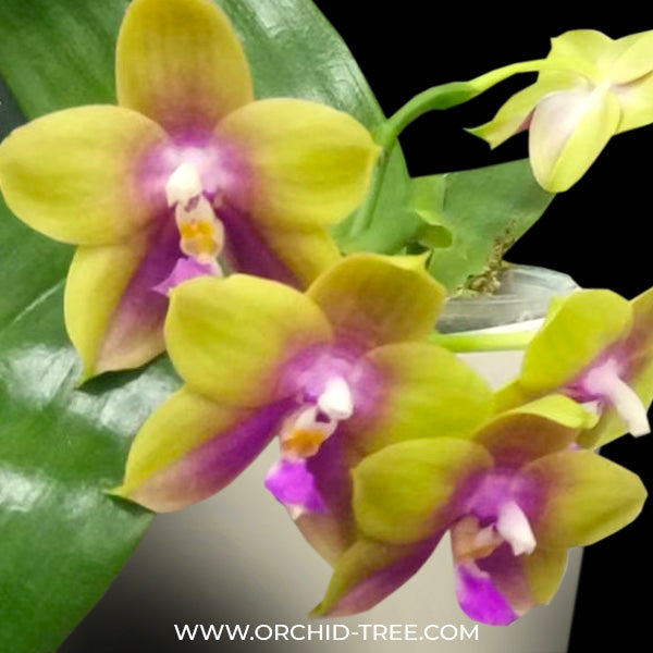 Phalaenopsis Meidarland Kaiulani - FF
