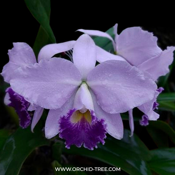 Cattleya Hiroshima Melody - BS