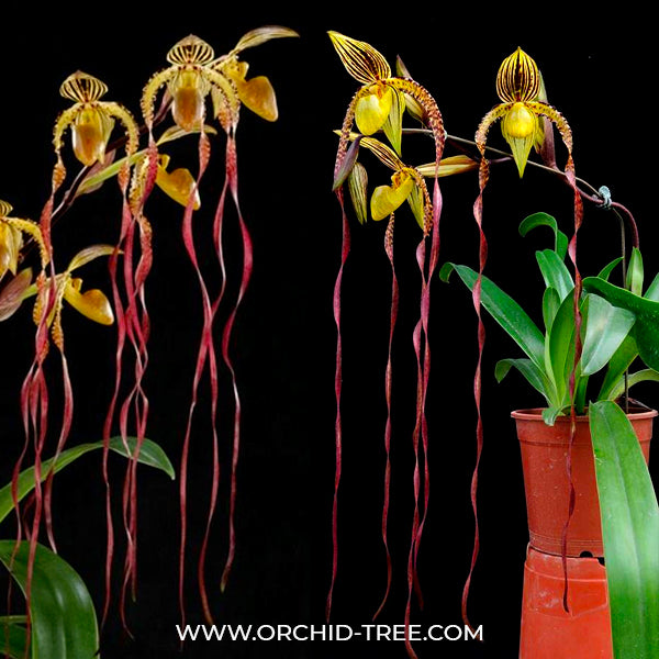 Paphiopedilum Michael Koopowitz x sib - BS