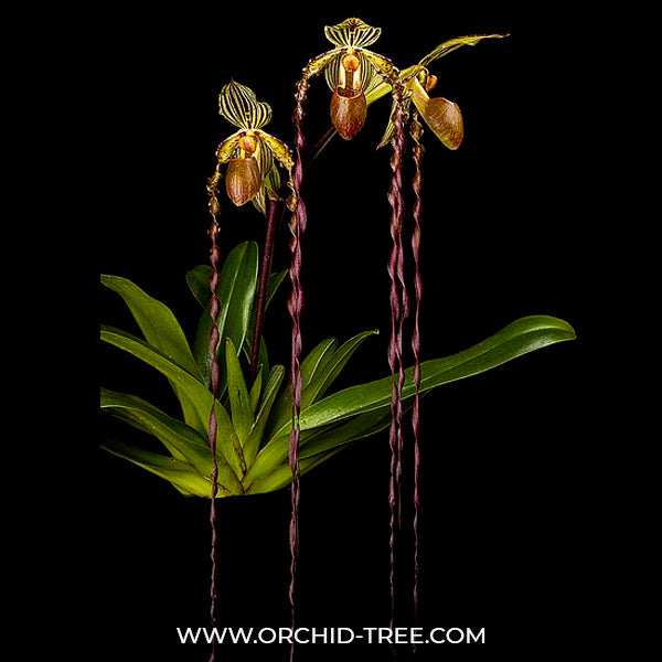 Paphiopedilum Michael Koopowitz x sib - BS