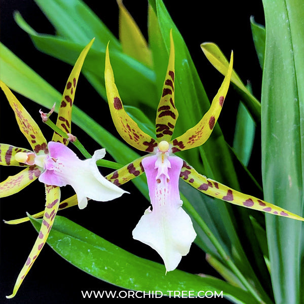 Oncidium (Bratonia) Golden Spider 'Copius' - FF (3 Spikes)