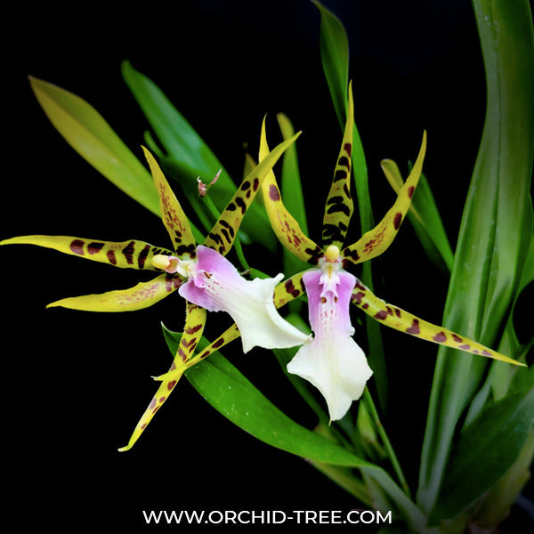 Oncidium (Bratonia) Golden Spider 'Copius' - FF (3 Spikes)