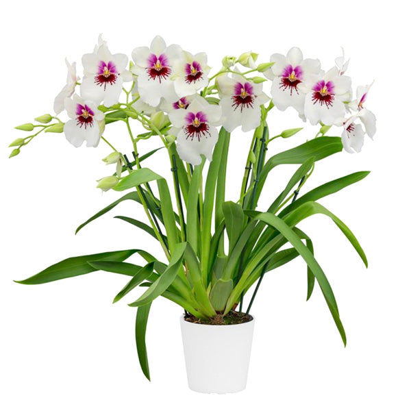 Miltoniopsis Miniso '17527' - BS
