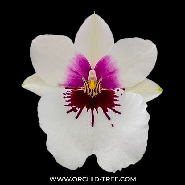 Miltoniopsis Miniso '17527' - BS