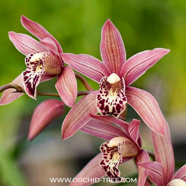 Cymbidium Miss Taipei Unveiled - BS