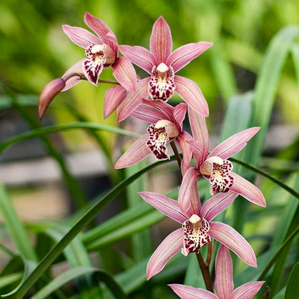 Cymbidium Miss Taipei Unveiled - BS