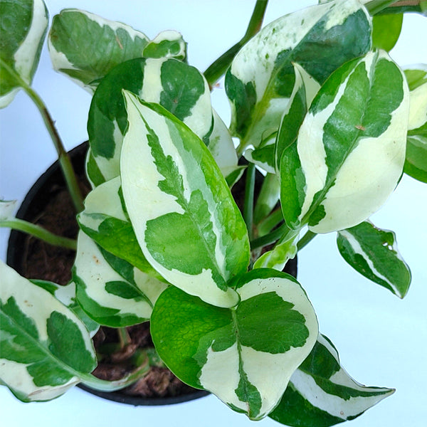 Money Plant N'Joy Small Pot