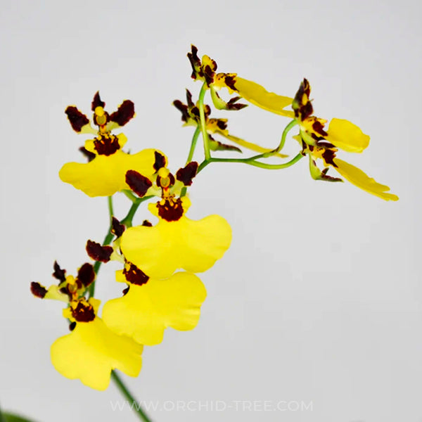 Oncidium Moon Shadow Tigertail - BS
