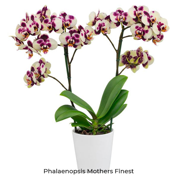 Phalaenopsis Seedling Combo SS | Pack of 10