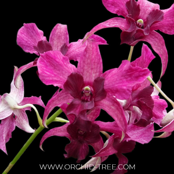 Dendrobium Violet Yamaji Nalo - BS