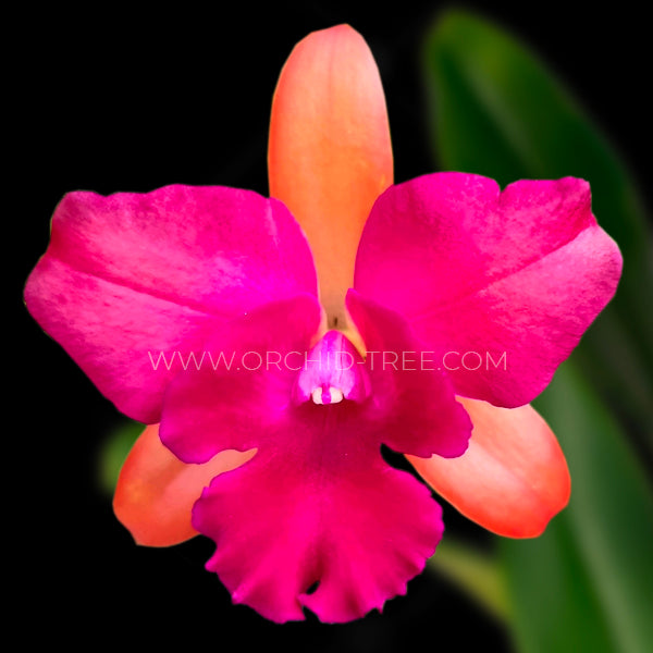 Cattleya Netrasiri Beauty x Yen Red Face - Without Flowers | BS - Buy Orchids Plants Online by Orchid-Tree.com
