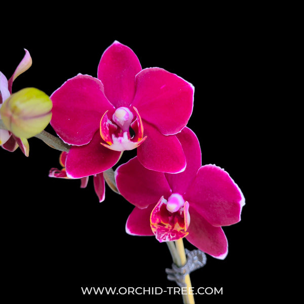 Phalaenopsis Fullers New Red - FF