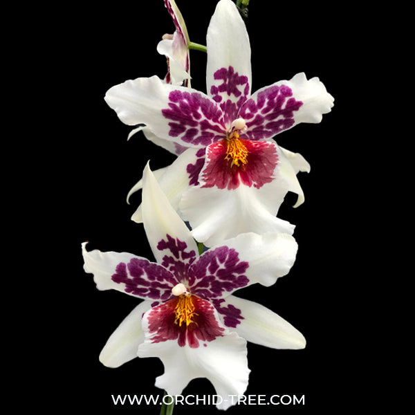 Oncidium ( Bllra.) Big Shot 'Hilo Sparkle' - BS