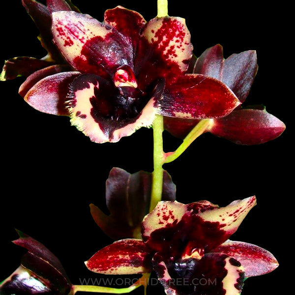 Catasetum (FDK.) No Doubt - BS