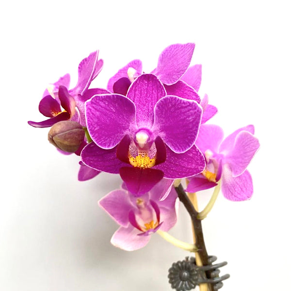 Phalaenopsis Nongxiang Cherry | BS