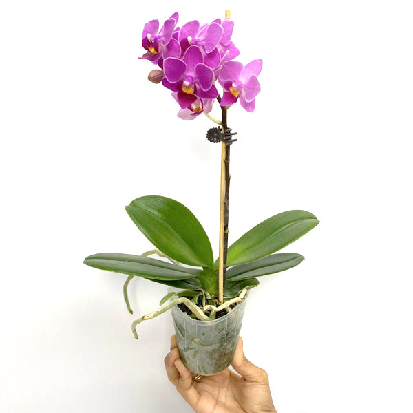 Phalaenopsis Nongxiang Cherry | BS