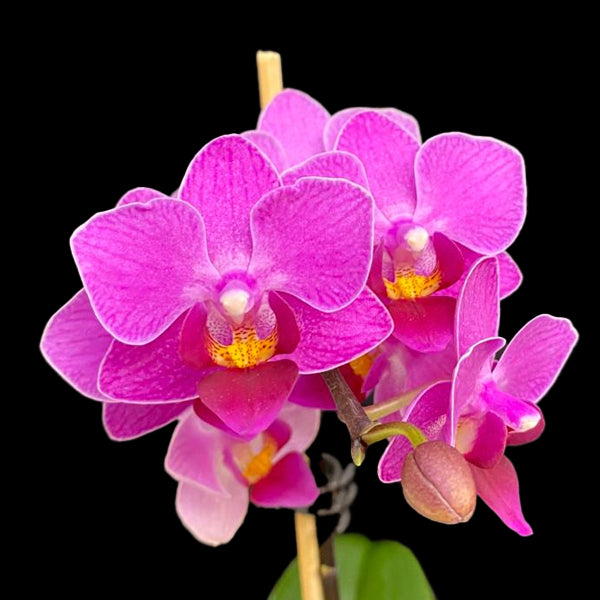 Phalaenopsis Nongxiang Cherry | BS