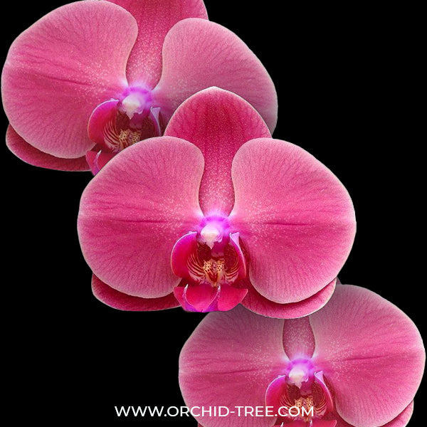 Phalaenopsis OX Golden Apple - FF