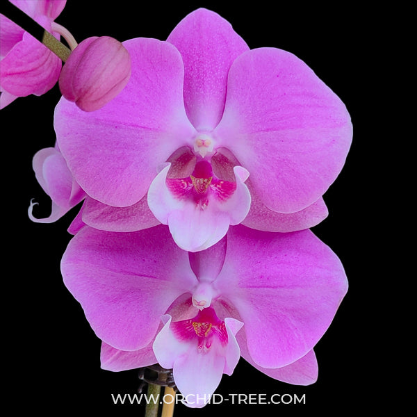 Phalaenopsis OX Pink - FF