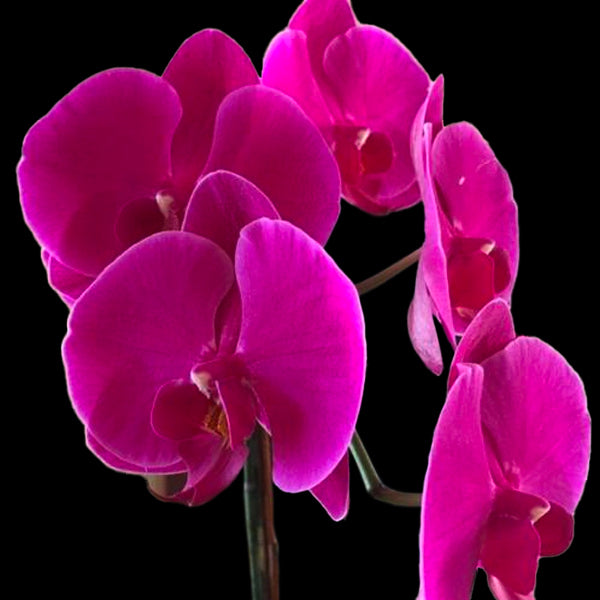 Phalaenopsis OX Queen - FF