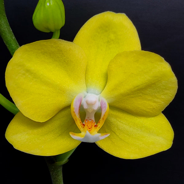 Phalaenopsis OX Sunlight - FF