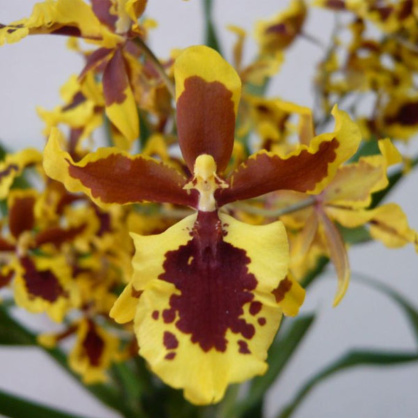 Oncidium Hwuluduen Wasp Queen Bee - BS
