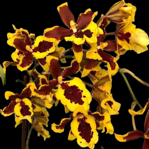Oncidium Hwuluduen Wasp Queen Bee - BS