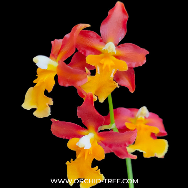 Oncidium (Odont.) Firetruck 70089 - BS