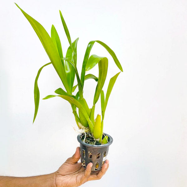 Oncidium Golden Orange - BS