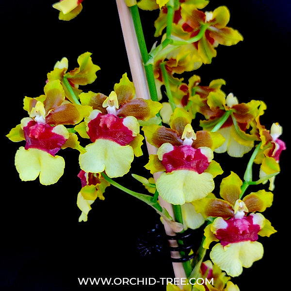 Oncidium Space Race 'Coco' - BS