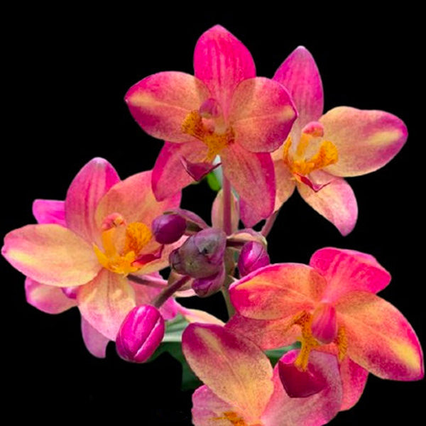 Spathoglottis Orange Red Fancy New - BS