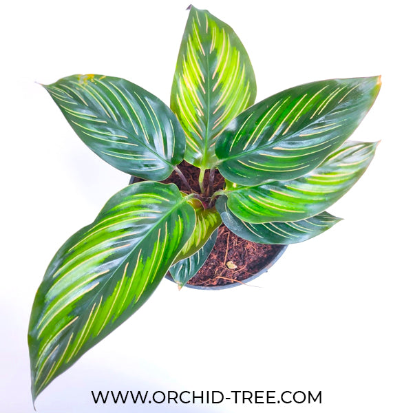 Calathea Pin-Stripes