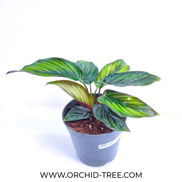 Calathea Pin-Stripes