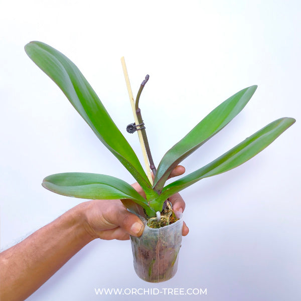 Phalaenopsis OX Lion King - FF