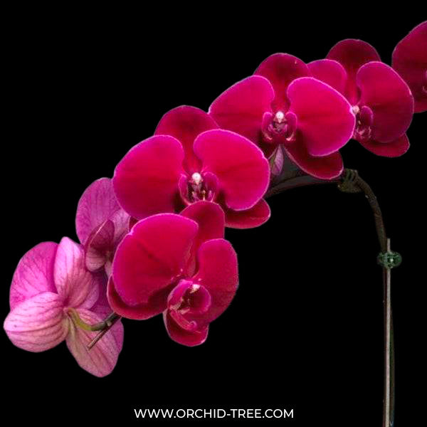 Phalaenopsis OX Lion King - FF