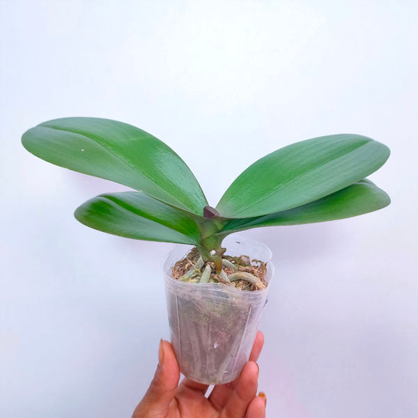 Phalaenopsis Peacock Emperor - FF