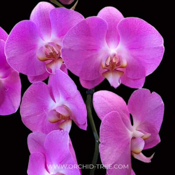 Phalaenopsis Jiuhbao Pink Lady - Without Flowers | BS